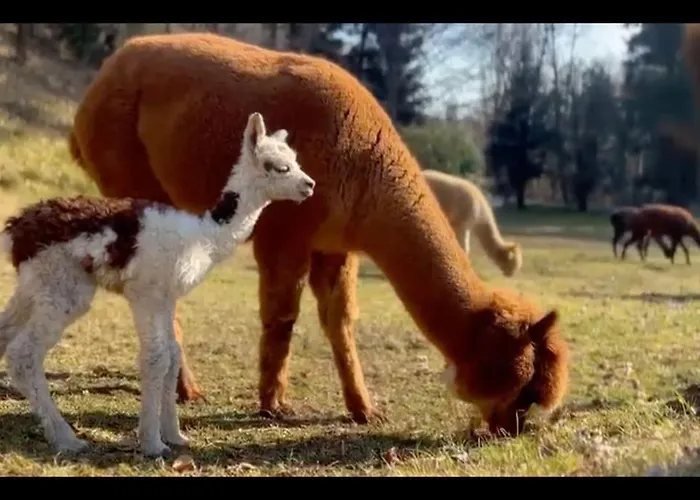 Appartamento Sorti Alpaca Farm Montegrino Valtravaglia photo